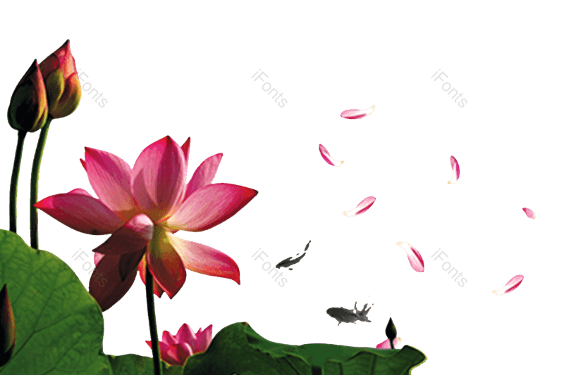 夏至图片,荷花元素,夏天PNG,花卉免抠素材